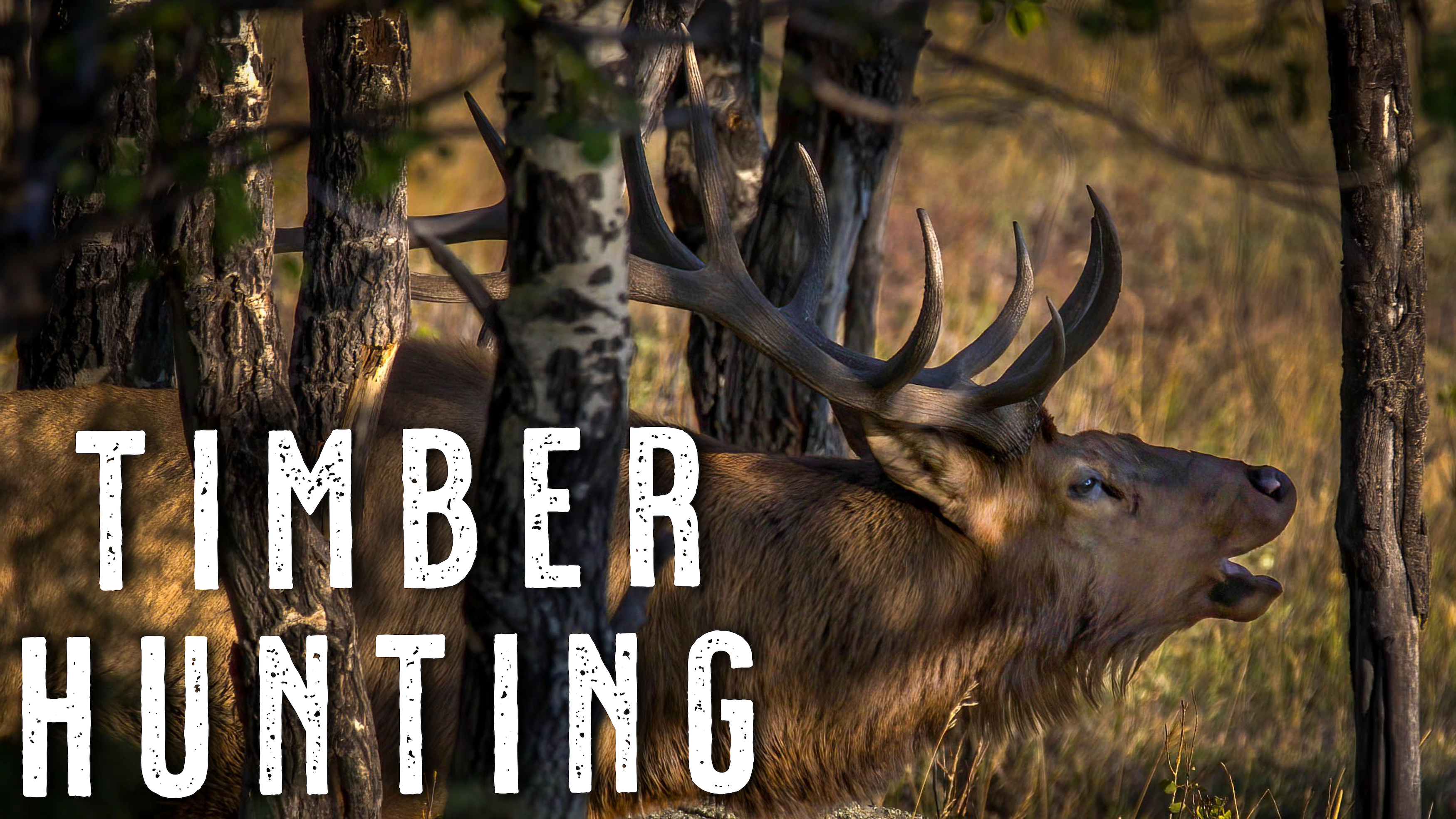 How to Hunt Elk in Thick Timber | Elk Hunting Tips for Close-Quarters ...