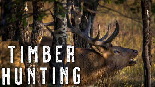 How to Hunt Elk in Thick Timber | Elk Hunting Tips for Close-Quarters Bulls