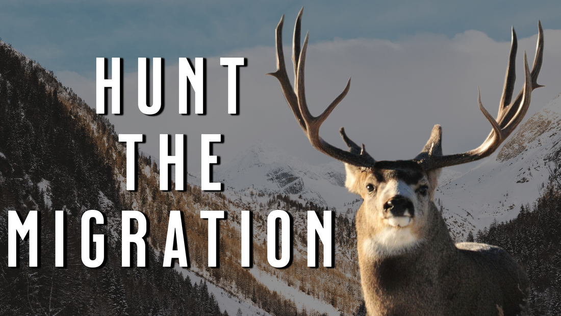 How to Hunt Mule Deer Bucks Along Migration Routes