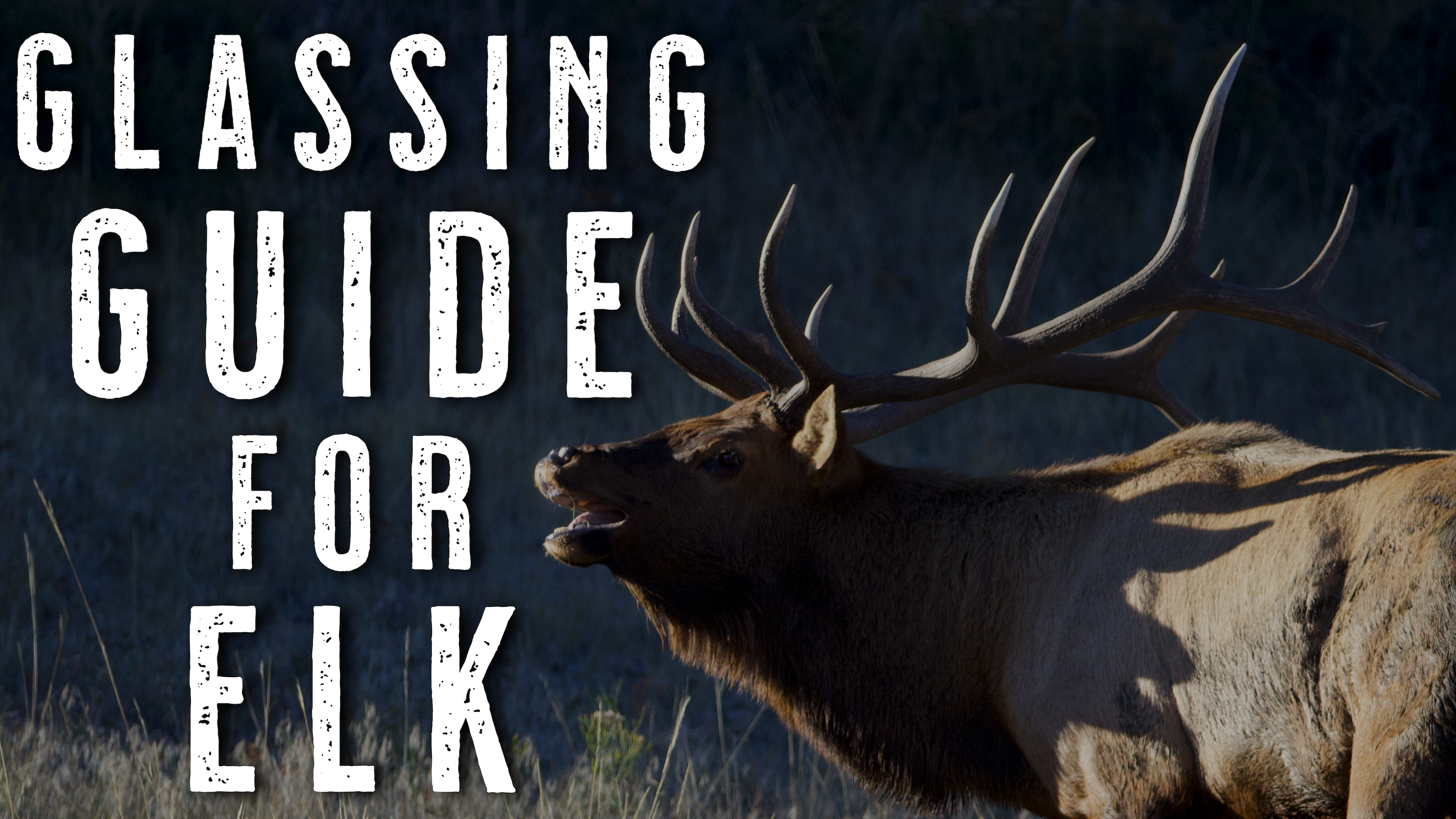 Late Season Elk Hunting | Glassing Tips to Find More Bulls – BACKBONE ...