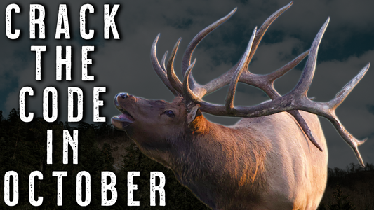 October Elk Hunting | Identifying Bedding-to-Feeding Patterns for Success