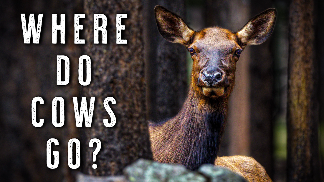 October Elk Hunting: Understanding Cow Movement After the Rut