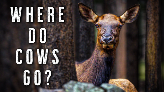 October Elk Hunting: Understanding Cow Movement After the Rut