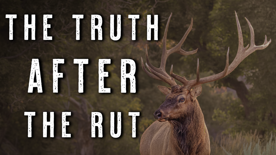 POST RUT ELK HUNTING | What Really Happens to Herds After the Rut Ends