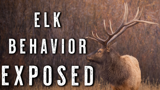 SEPTEMBER Elk Hunting PRESSURE | How Bulls Change Week by Week