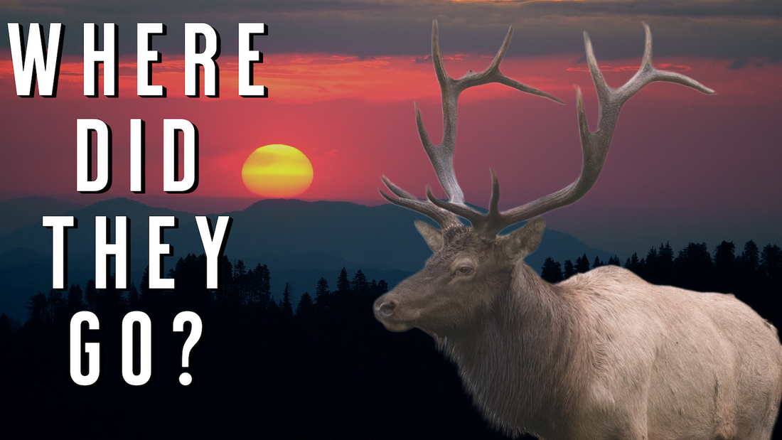Understand Elk Movement | Why Most Hunters Never Find Them