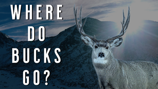 When Mule Deer Bucks Leave the Does: How to Hunt the Post-Rut Transition