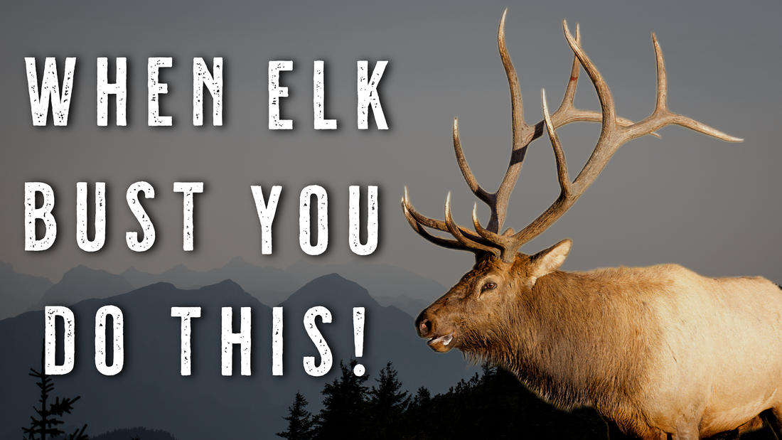 What To Do When Elk Bust You | Elk Hunting Recovery Tactics