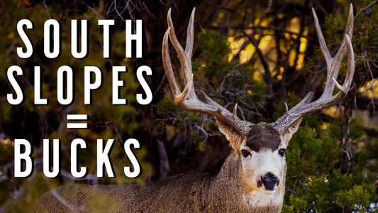 Why South-Facing Slopes Are Gold for December Mule Deer