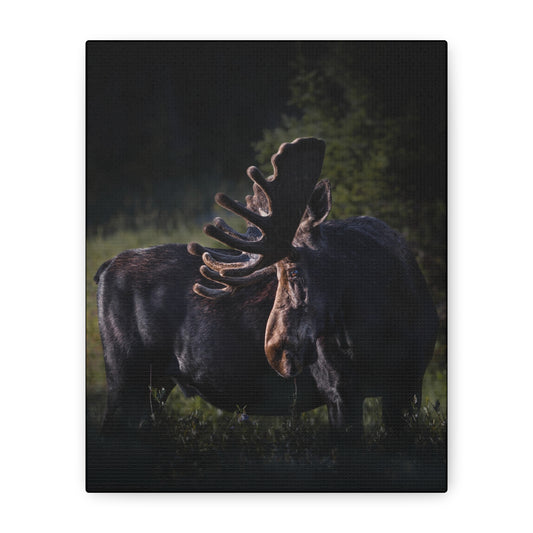 VELVET HIGHLIGHTS BULL MOOSE STRETCHED CANVAS PRINT