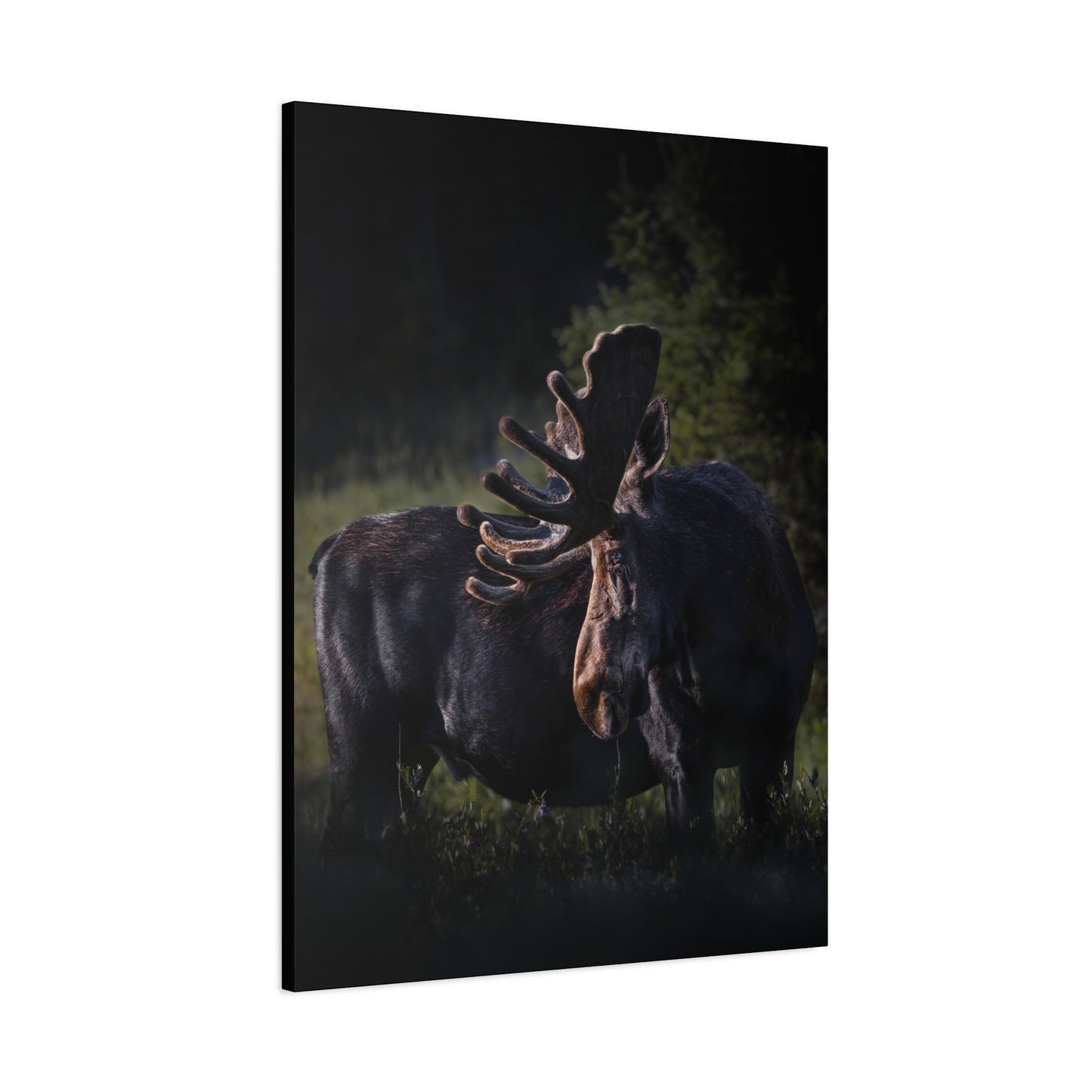 VELVET HIGHLIGHTS BULL MOOSE STRETCHED CANVAS PRINT