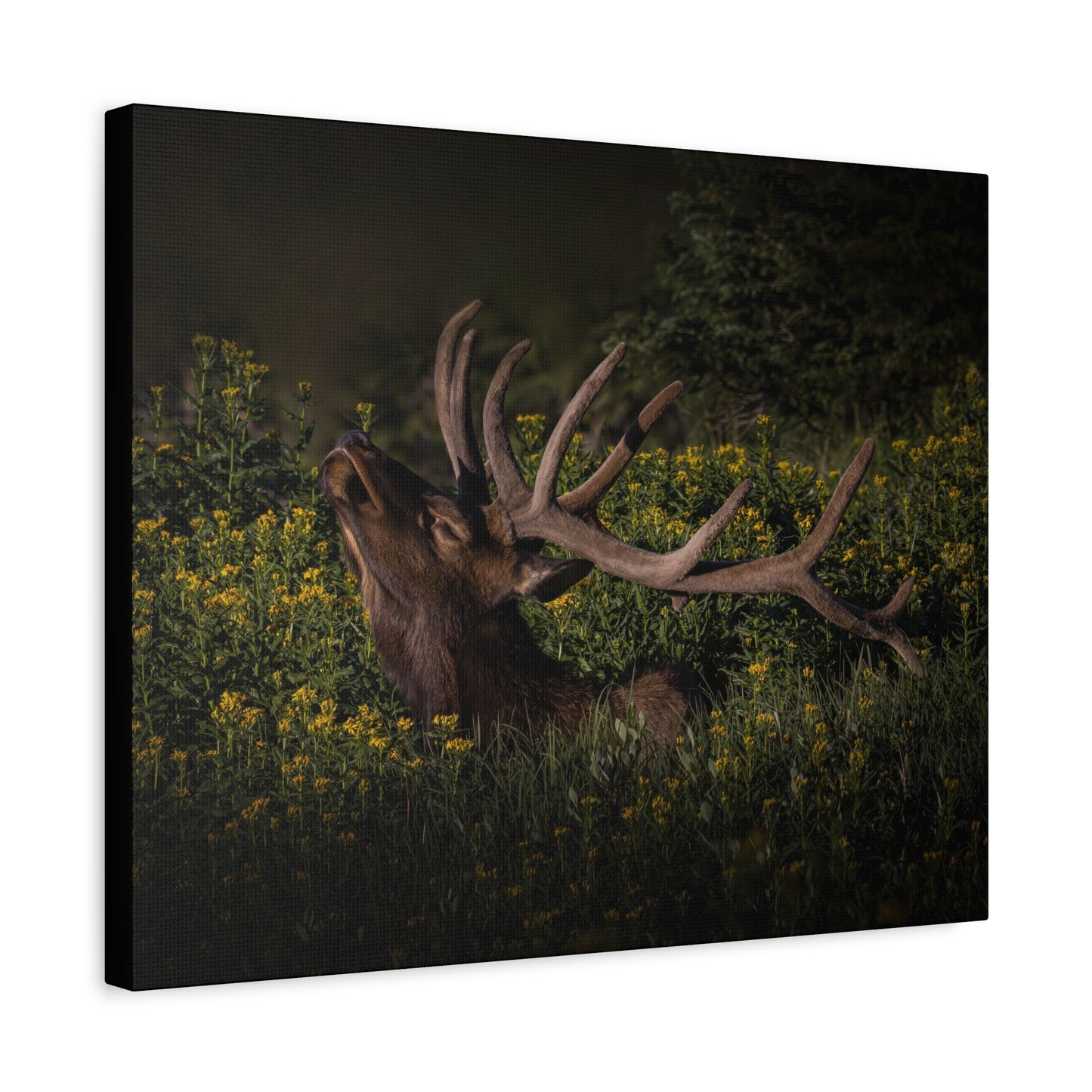 SUNFLOWER SUNBATH BULL ELK STRETCHED CANVAS PRINT