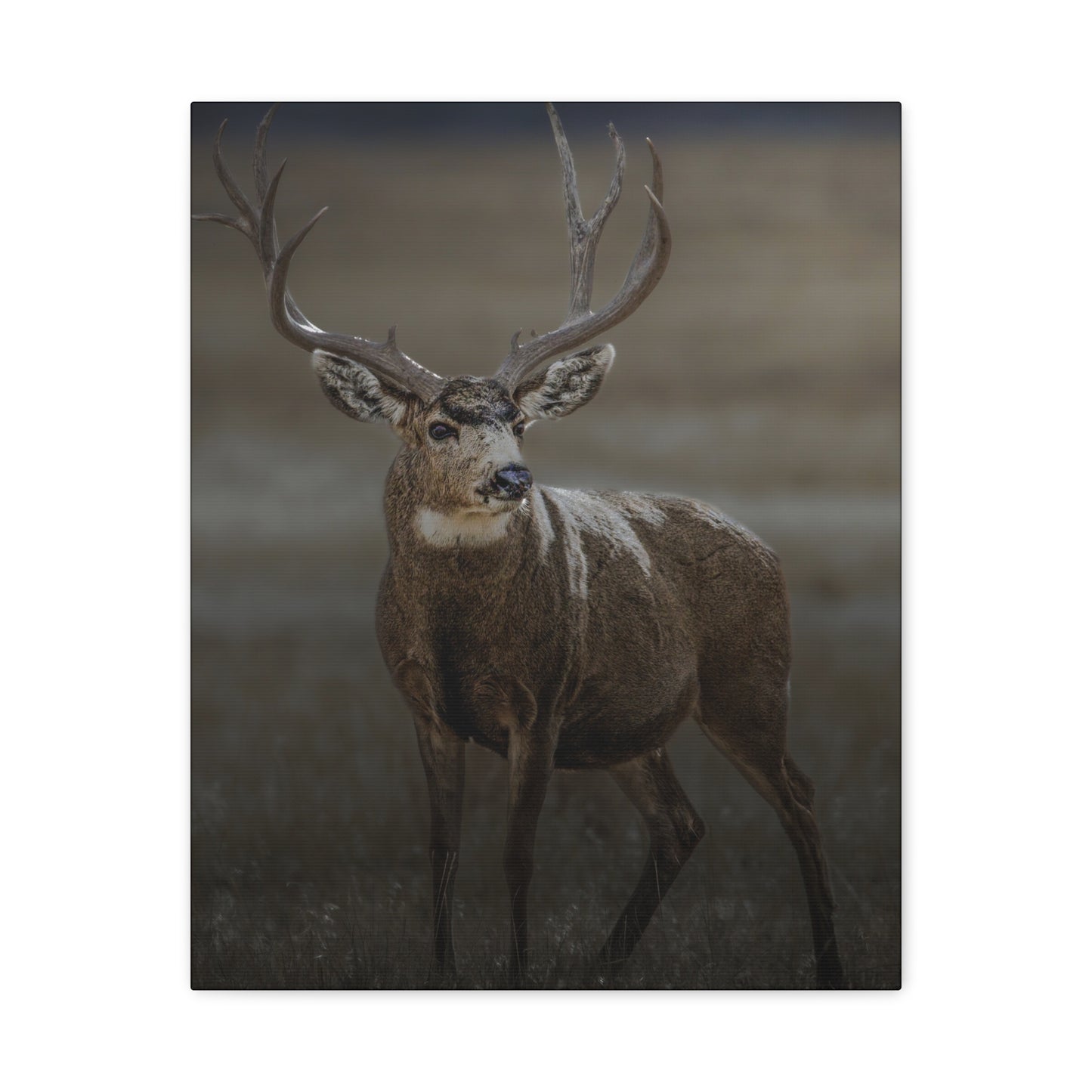 MORNING MULEY MULE DEER BUCK STRETCHED CANVAS PRINT