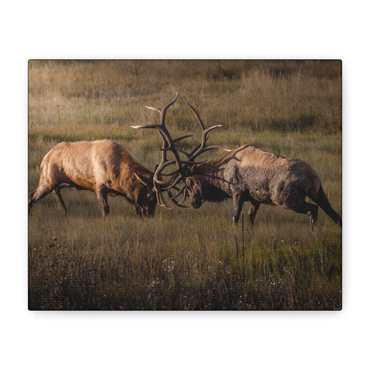 LOCKED IN LIGHT BULL ELK STRETCHED CANVAS PRINT