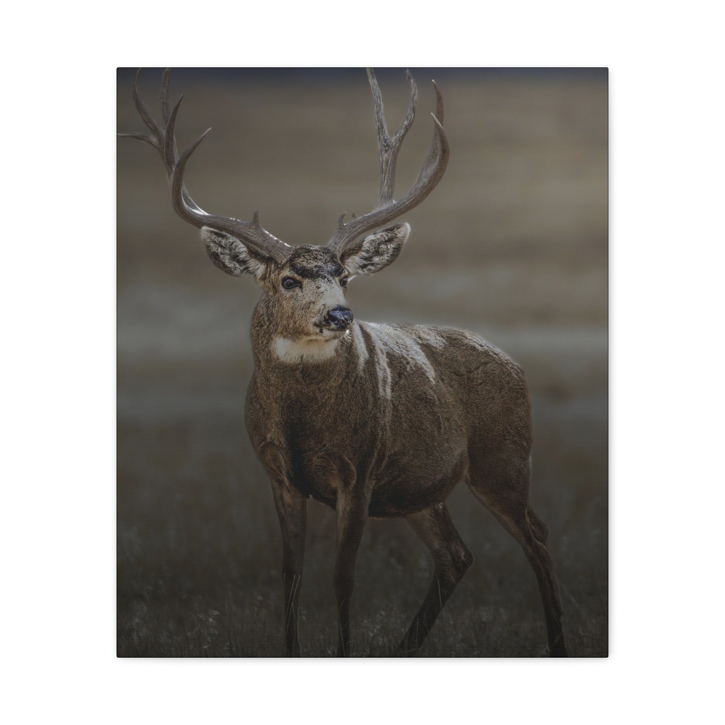 MORNING MULEY MULE DEER BUCK STRETCHED CANVAS PRINT