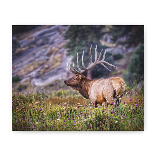 KING OF THE MEADOW BULL ELK STRETCHED CANVAS PRINT