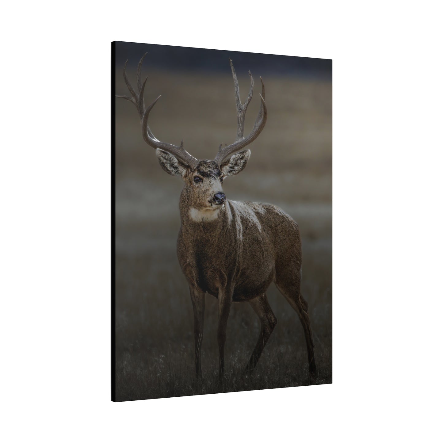 MORNING MULEY MULE DEER BUCK STRETCHED CANVAS PRINT