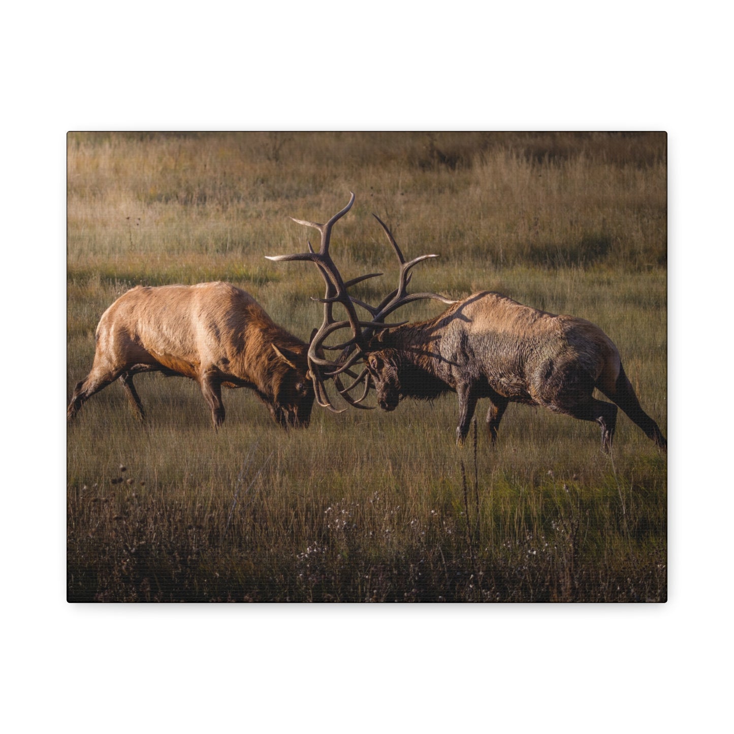 LOCKED IN LIGHT BULL ELK STRETCHED CANVAS PRINT