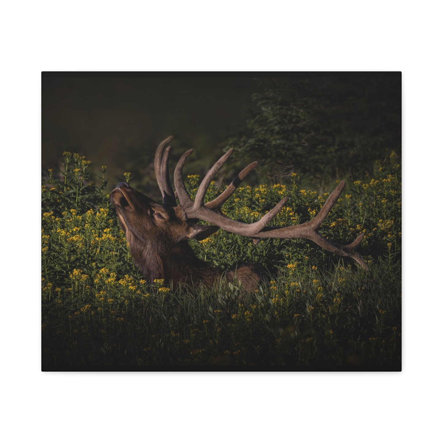 SUNFLOWER SUNBATH BULL ELK STRETCHED CANVAS PRINT