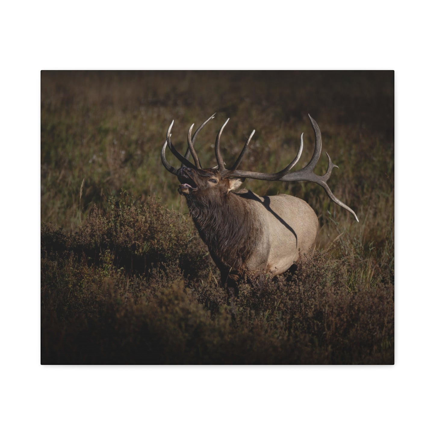SPLIT DECISION BULL ELK STRETCHED CANVAS PRINT