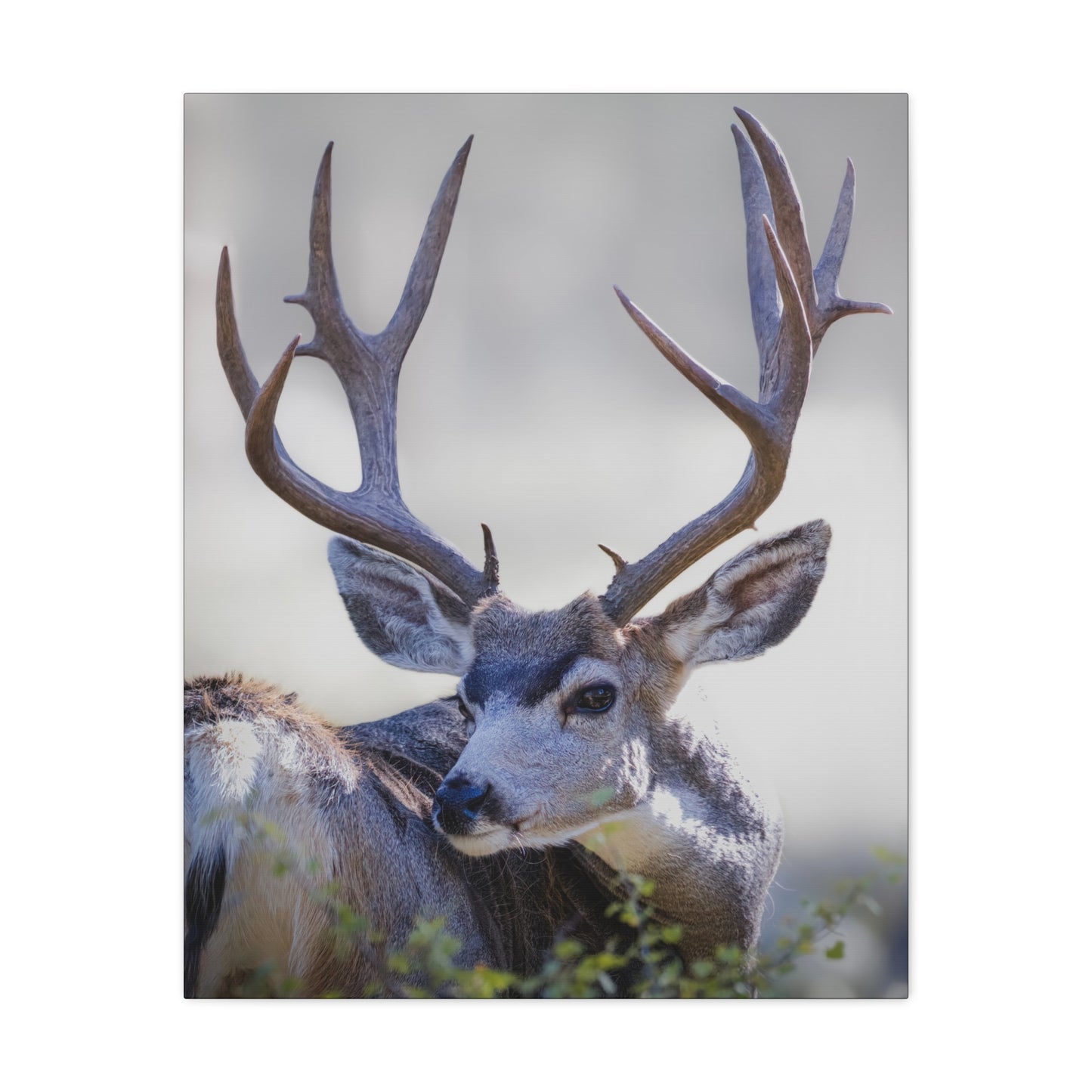 STICKERS MULE DEER BUCK STRETCHED CANVAS PRINT