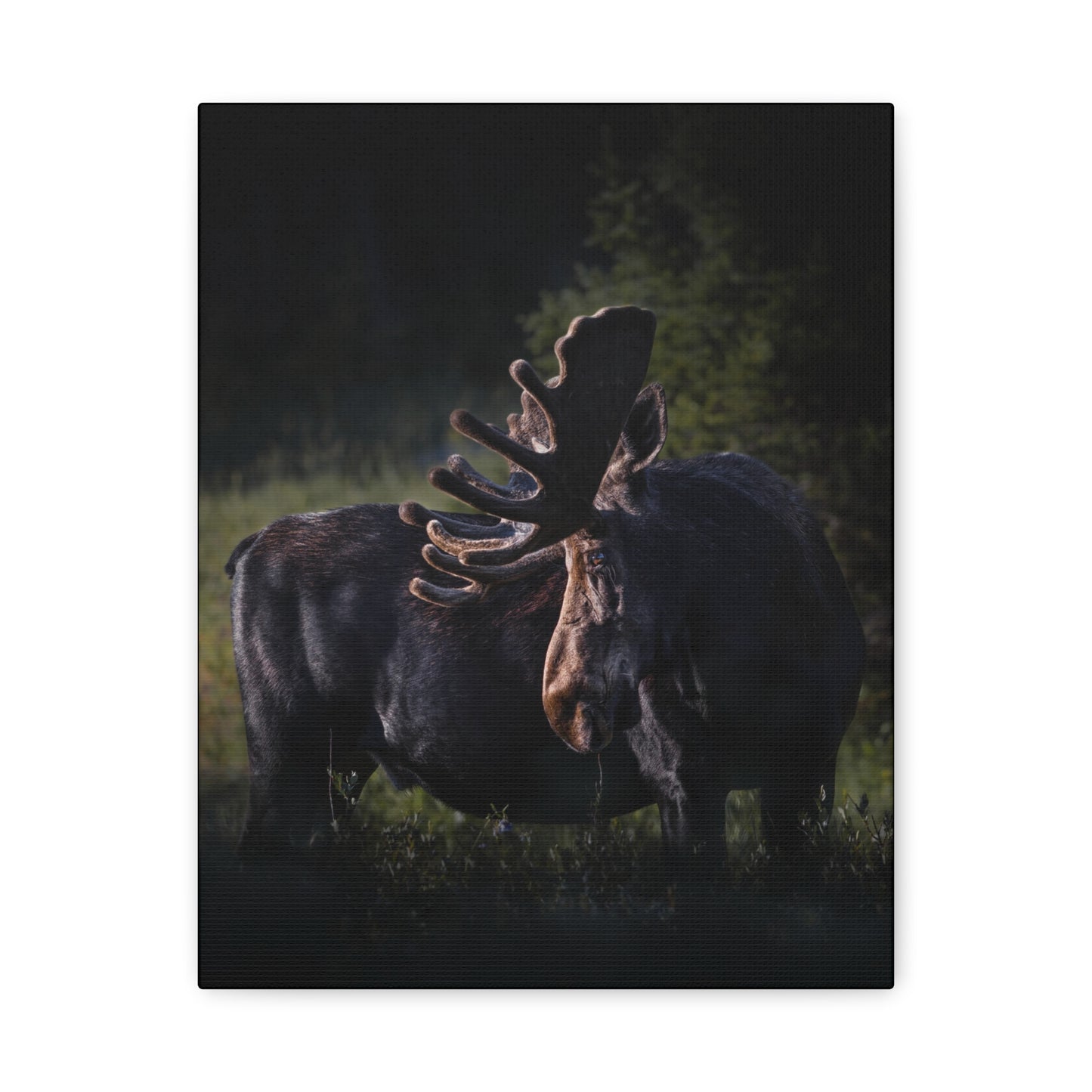 VELVET HIGHLIGHTS BULL MOOSE STRETCHED CANVAS PRINT
