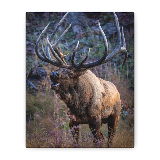FALL INTENSITY BULL ELK STRETCHED CANVAS PRINT