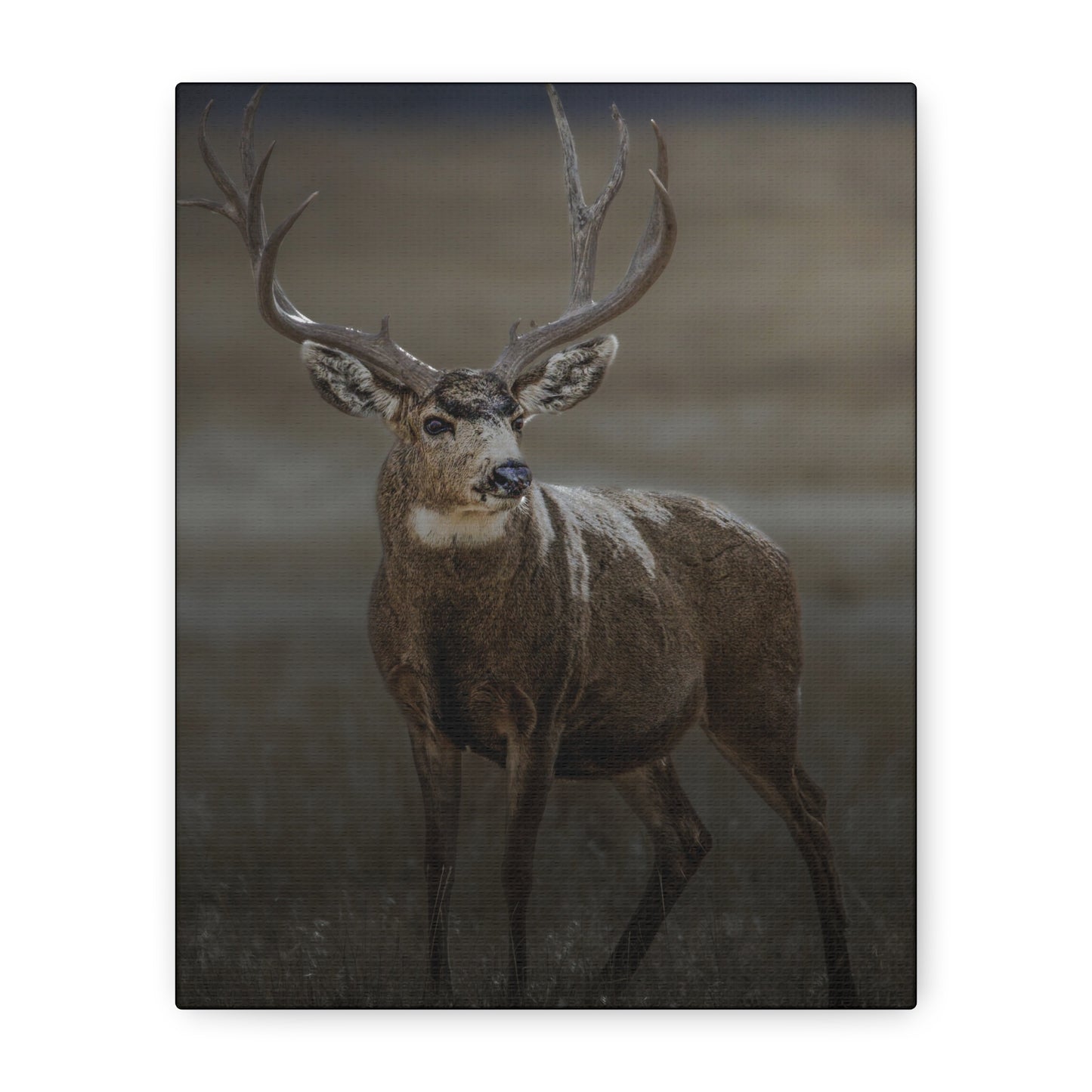 MORNING MULEY MULE DEER BUCK STRETCHED CANVAS PRINT