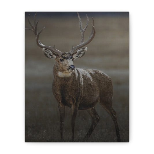 MORNING MULEY MULE DEER BUCK STRETCHED CANVAS PRINT