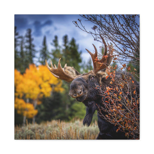 PEEKING BULL MOOSE STRETCHED CANVAS PRINT
