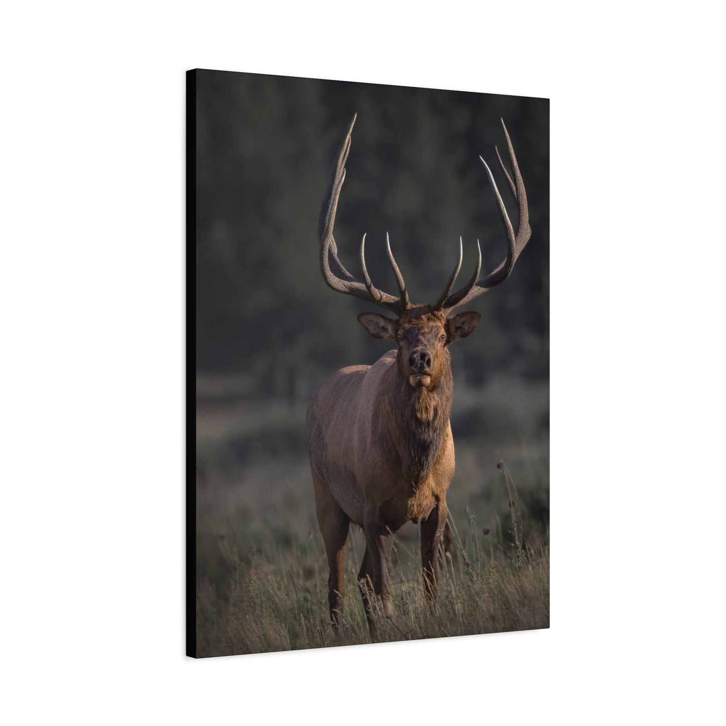 ATTENTION GETTER BULL ELK STRETCHED CANVAS PRINT