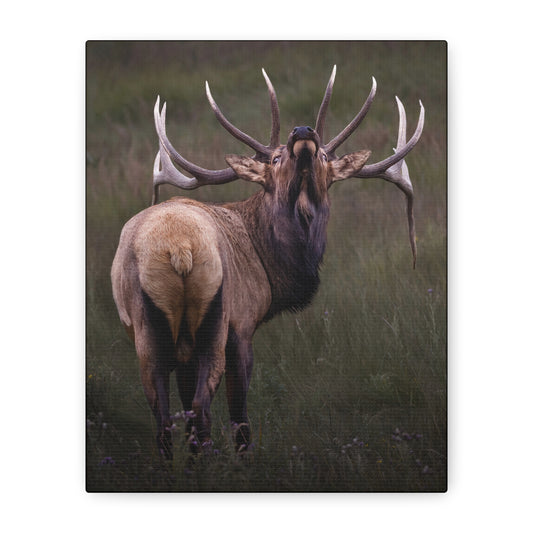 BEYOND BULL ELK STRETCHED CANVAS PRINT