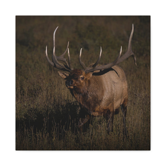 LAID BACK BULL ELK STRETCHED CANVAS PRINT