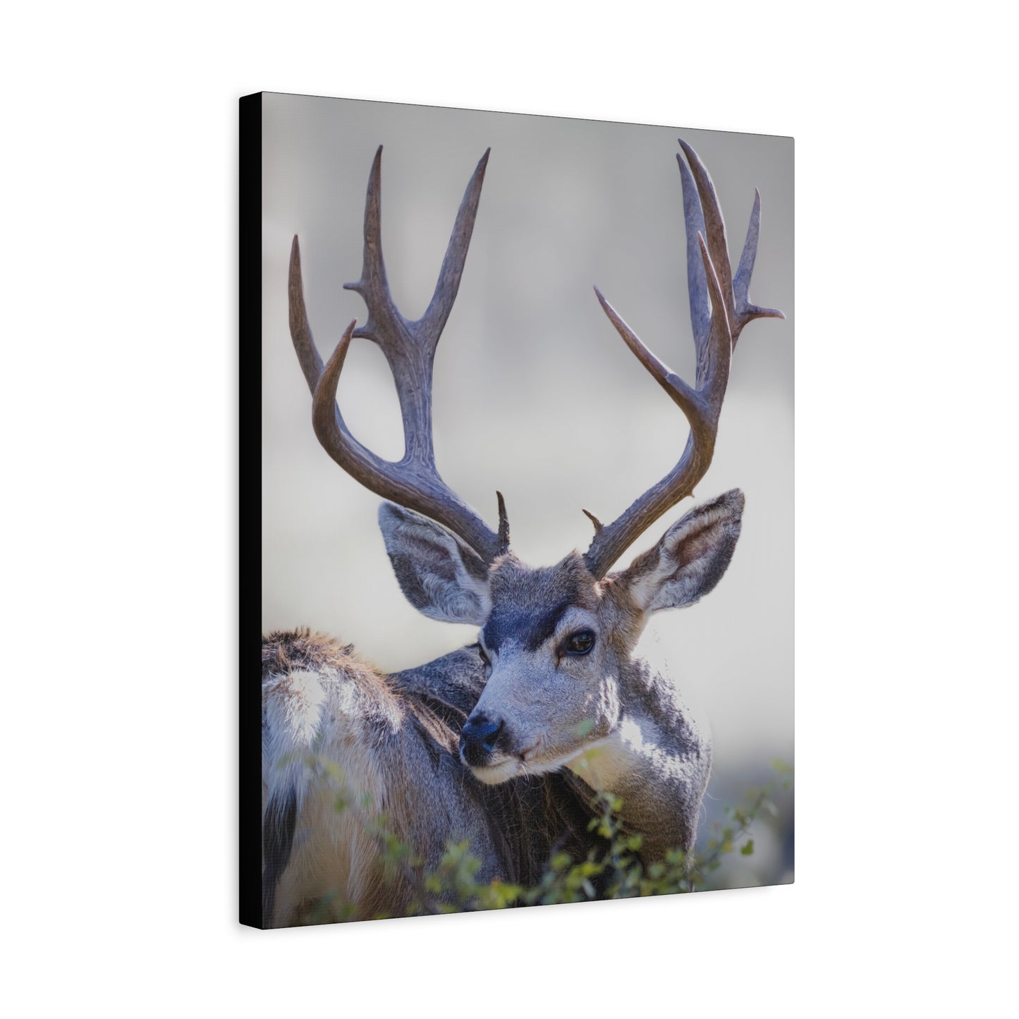 STICKERS MULE DEER BUCK STRETCHED CANVAS PRINT