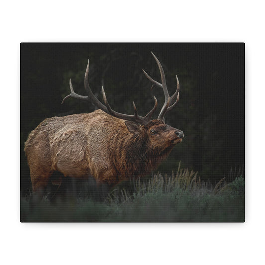 LOW LOOK BULL ELK STRETCHED CANVAS PRINT