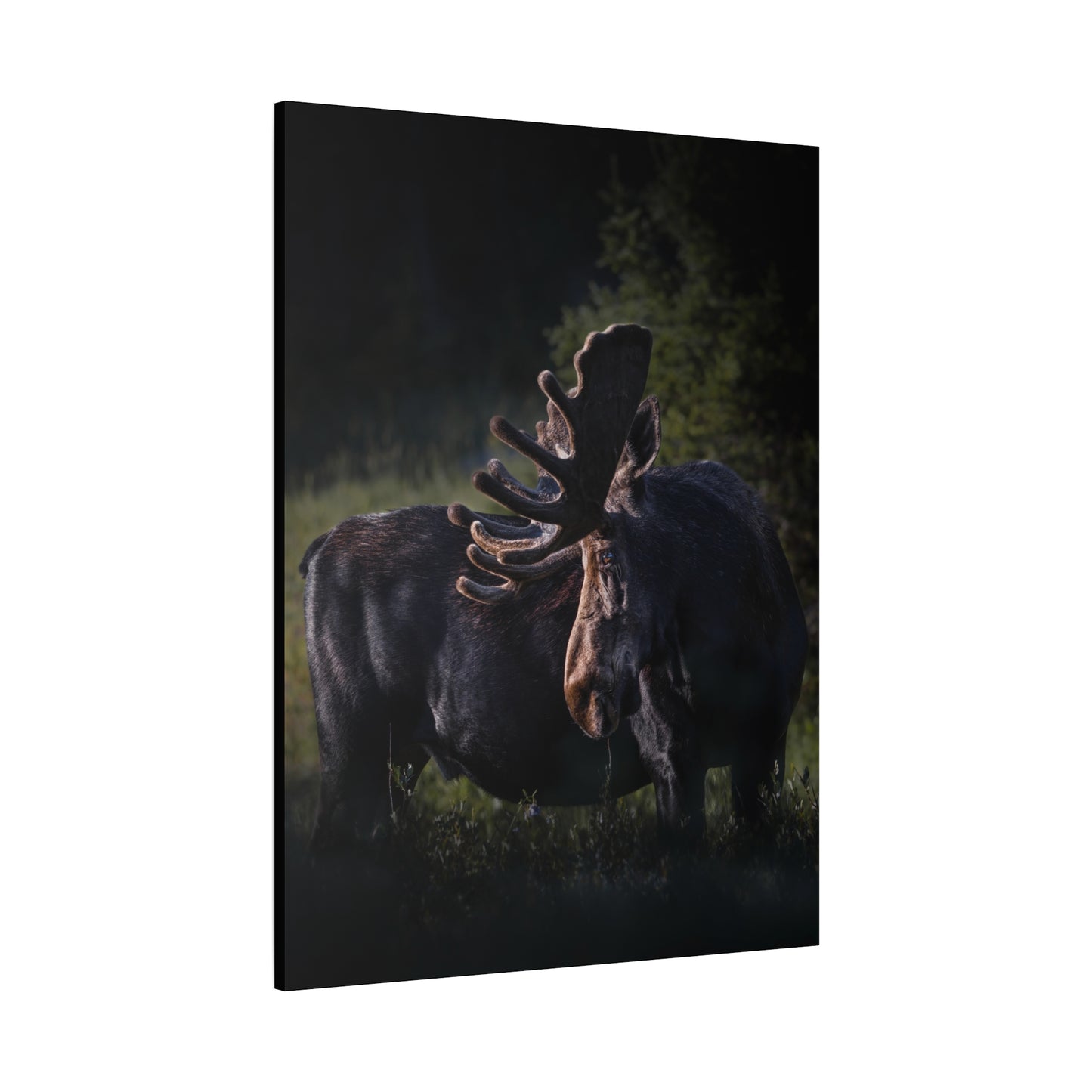 VELVET HIGHLIGHTS BULL MOOSE STRETCHED CANVAS PRINT