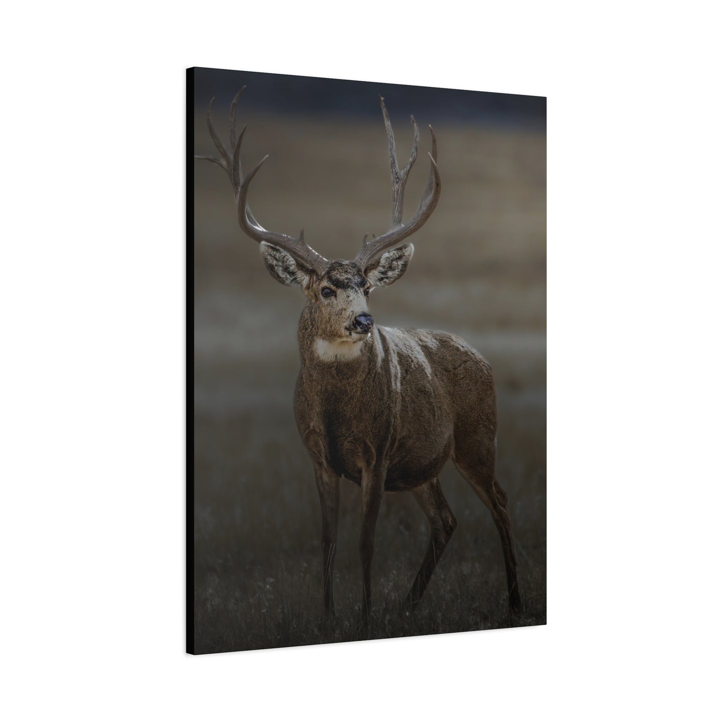 MORNING MULEY MULE DEER BUCK STRETCHED CANVAS PRINT