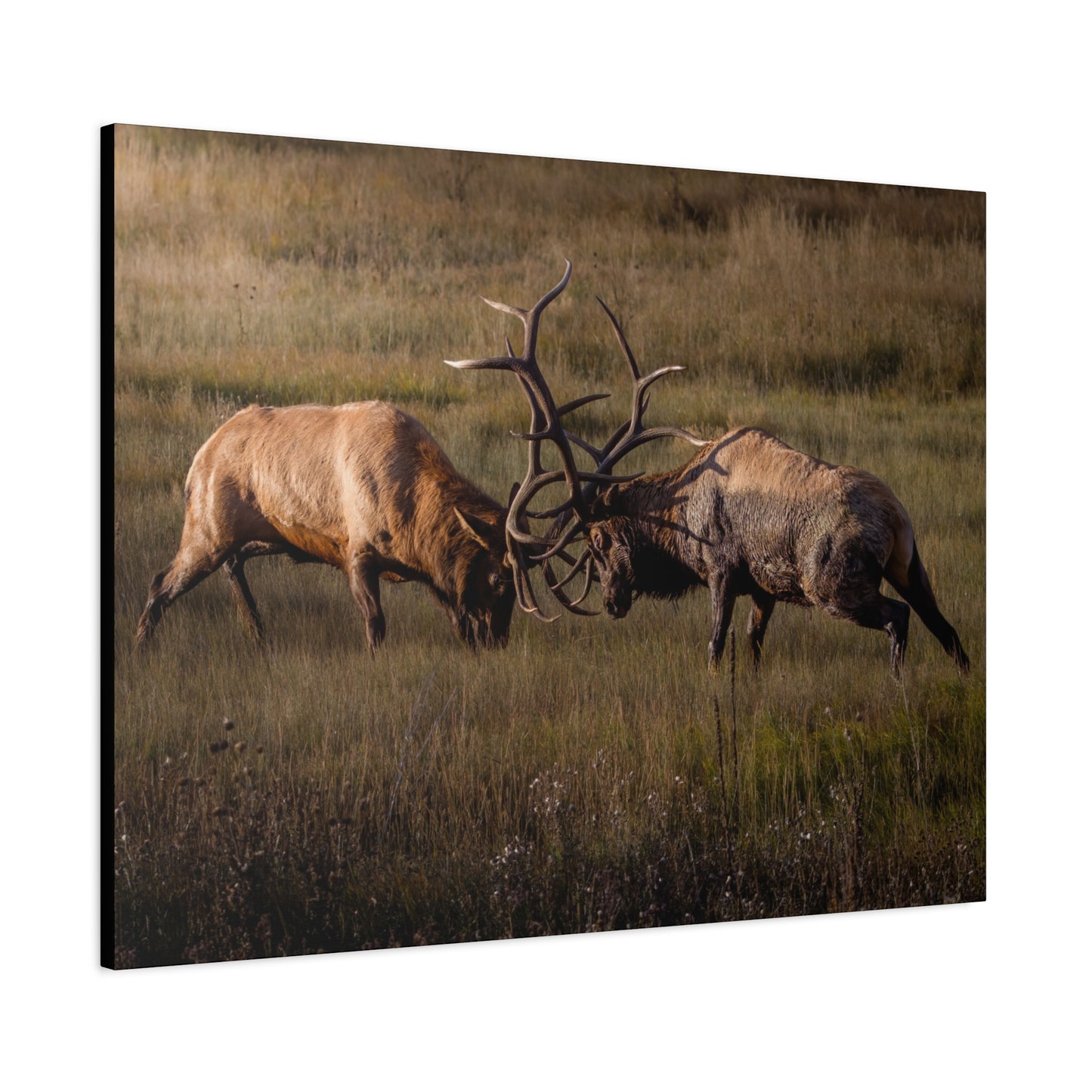 LOCKED IN LIGHT BULL ELK STRETCHED CANVAS PRINT