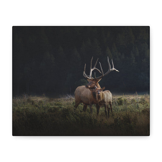 GENERATIONS BULL ELK STRETCHED CANVAS PRINT