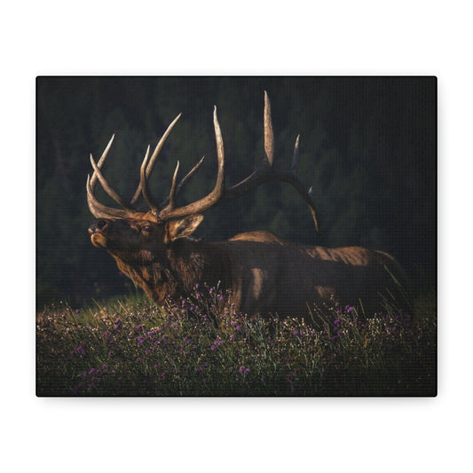 FIRST LIGHT MONARCH BULL ELK STRETCHED CANVAS PRINT