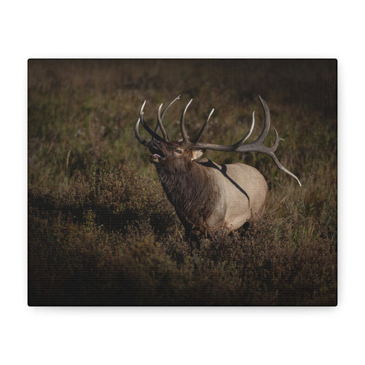 SPLIT DECISION BULL ELK STRETCHED CANVAS PRINT
