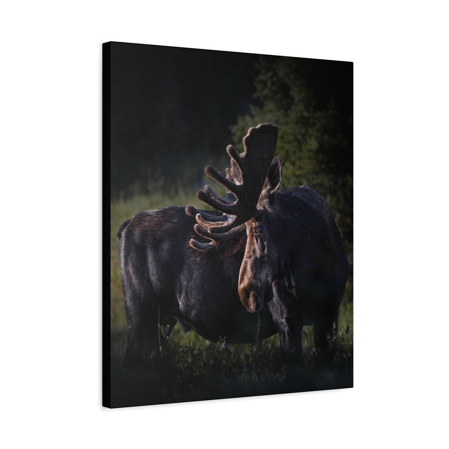 VELVET HIGHLIGHTS BULL MOOSE STRETCHED CANVAS PRINT