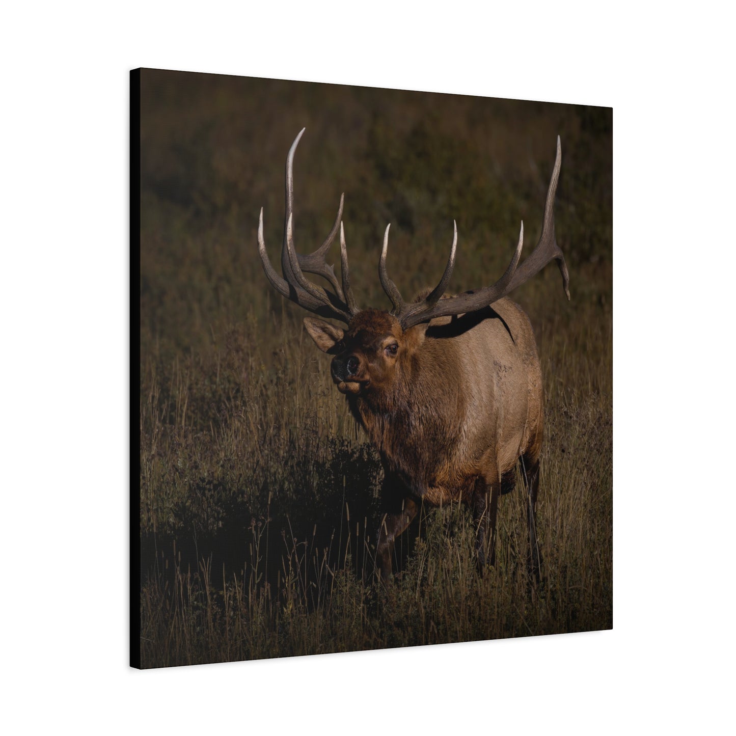 LAID BACK BULL ELK STRETCHED CANVAS PRINT