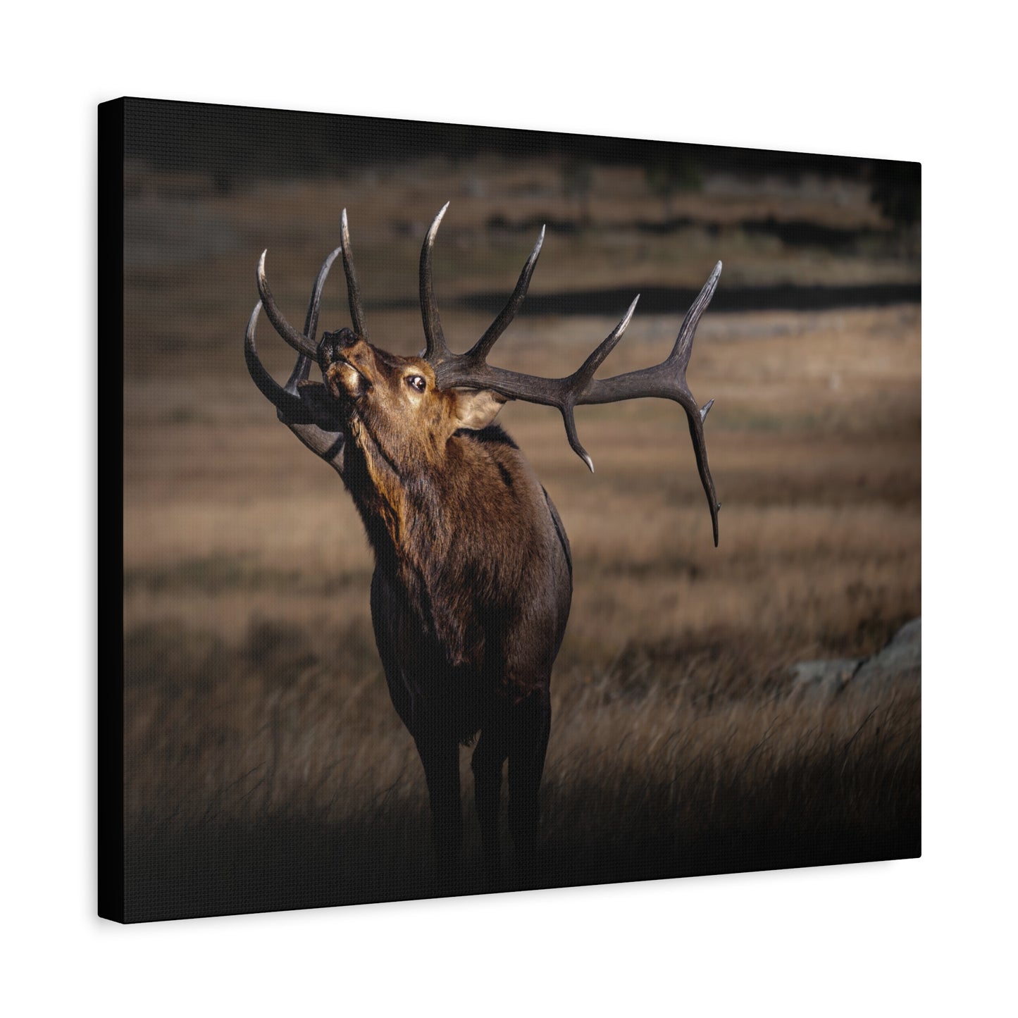 WILD SIDE BULL ELK STRETCHED CANVAS PRINT