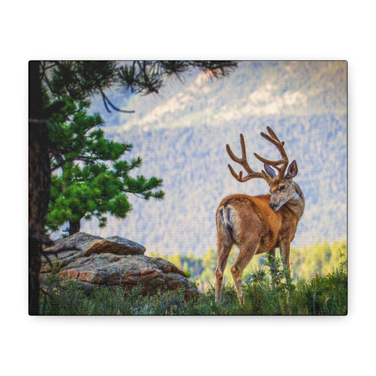 BACKDROP ITCH BUCK MULE DEER STRETCHED CANVAS PRINT