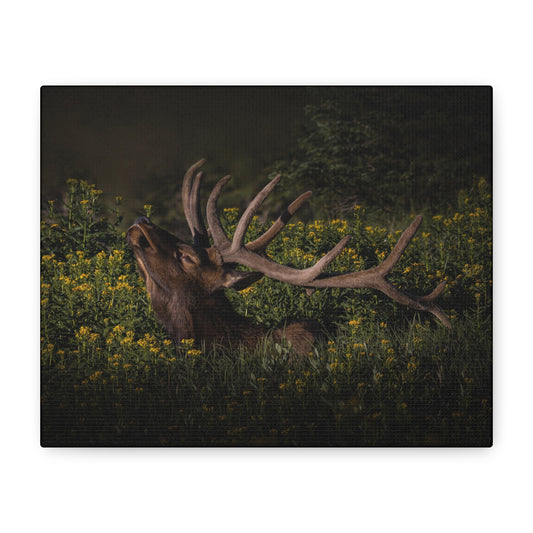 SUNFLOWER SUNBATH BULL ELK STRETCHED CANVAS PRINT