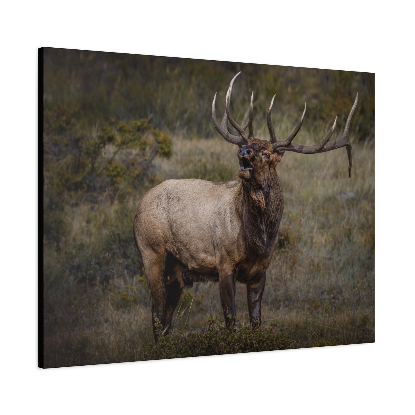 BEAMER BULL ELK STRETCHED CANVAS PRINT