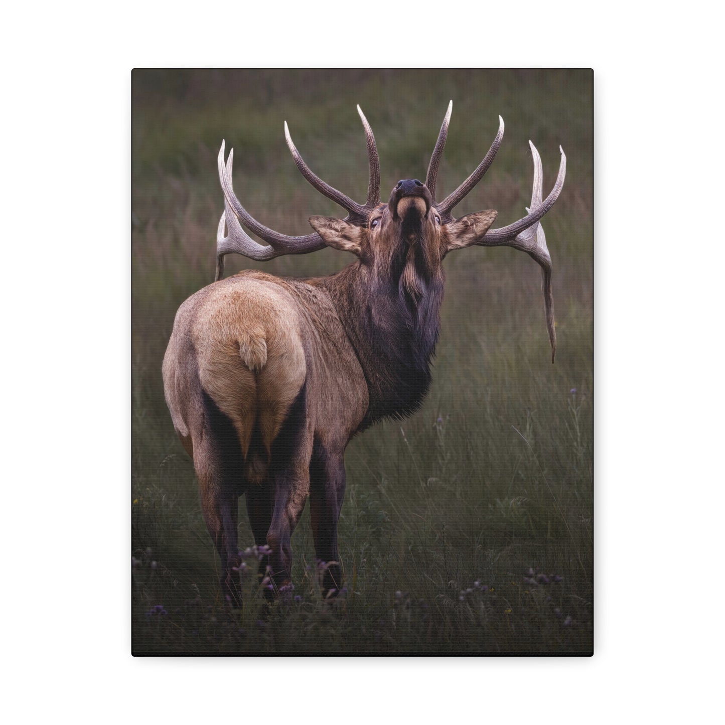 BEYOND BULL ELK STRETCHED CANVAS PRINT