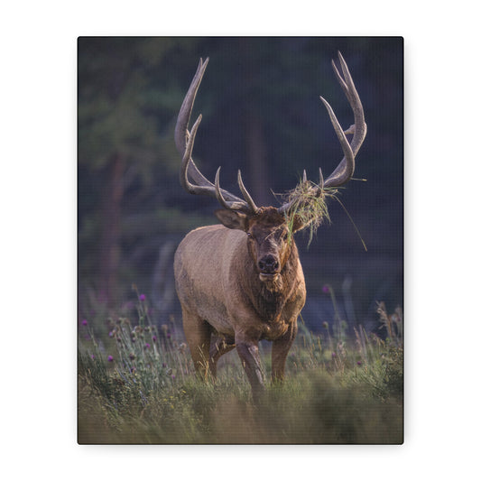 DECKED OUT BULL ELK STRETCHED CANVAS PRINT