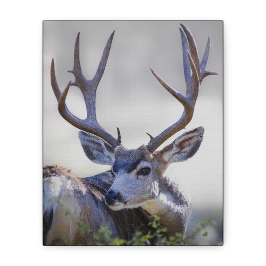 STICKERS MULE DEER BUCK STRETCHED CANVAS PRINT